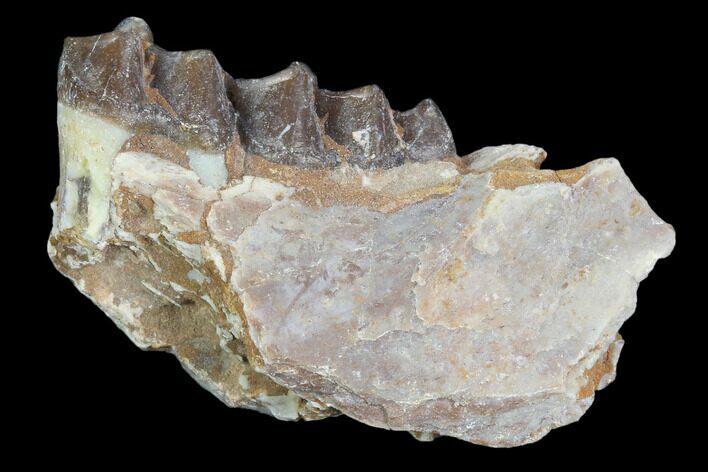 Oligocene Horse (Mesohippus) Jaw Section #101862